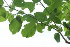 Desmodium umbellatum